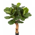 4\' FICUS LYRATA FOREST TRUNK 110 cm