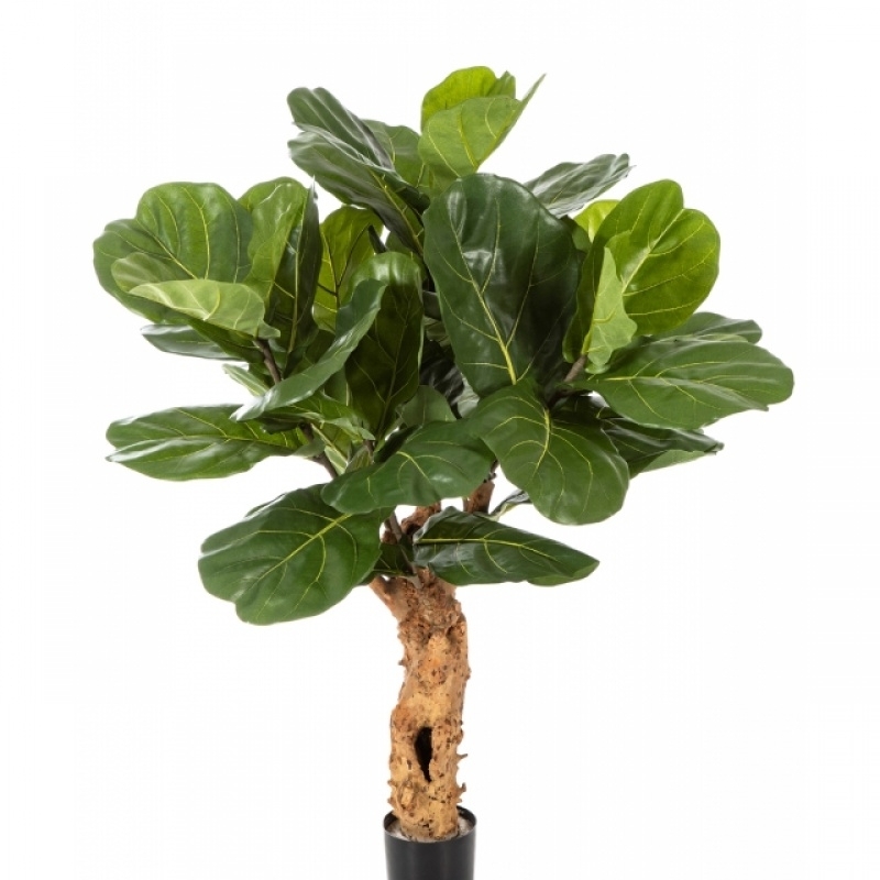 4' FICUS LYRATA FOREST TRUNK 110 cm