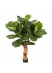 4' FICUS LYRATA FOREST TRUNK 110 cm