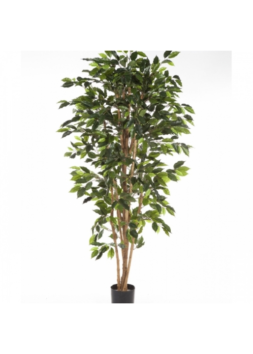 4' FICUS NITIDA 120-210 cm