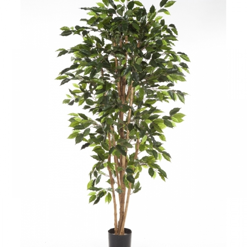 4' FICUS NITIDA 120-210 cm
