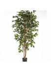 4' FICUS NITIDA 120-210 cm