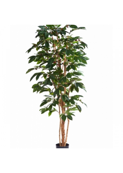 4' FLOWERING COFFEE TREE 120-210 cm
