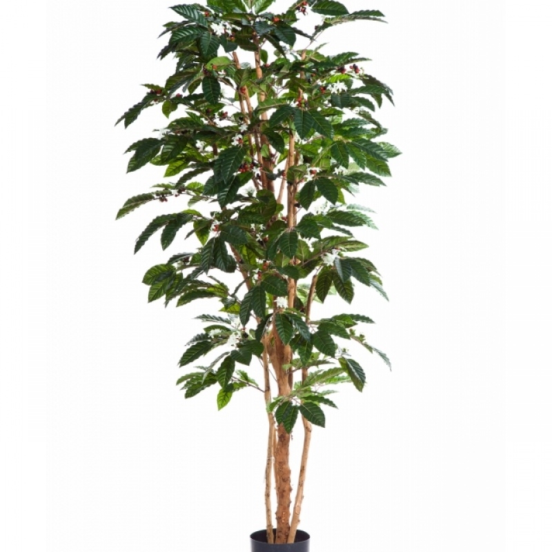 4' FLOWERING COFFEE TREE 120-210 cm