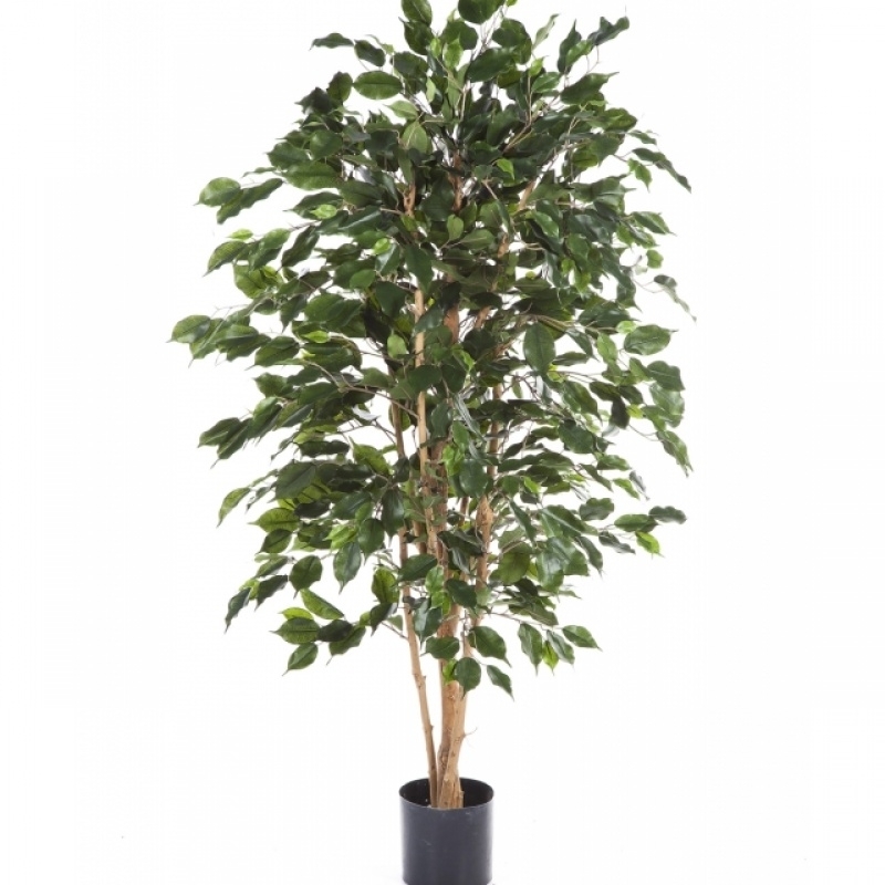 4' Flame Retardant Ficus Exotica 120-180 cm