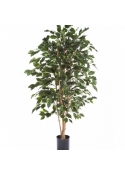 4' Flame Retardant Ficus Exotica 120-180 cm