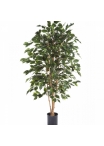 4' Flame Retardant Ficus Exotica 120-180 cm