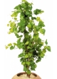 4' GRAPE IVY TREE 120 cm