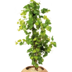 4' GRAPE IVY TREE 120 cm