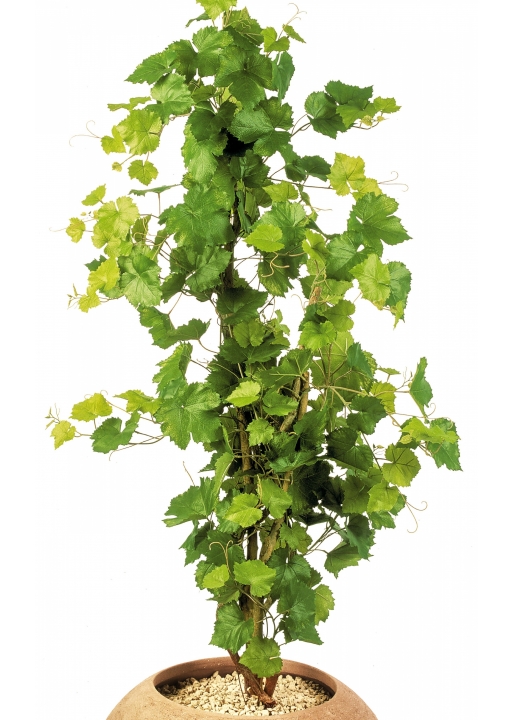4' GRAPE IVY TREE 120 cm