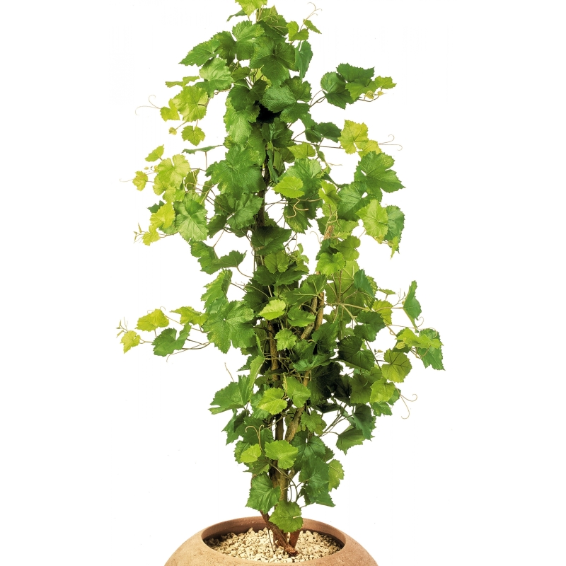 4' GRAPE IVY TREE 120 cm