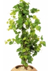 4' GRAPE IVY TREE 120 cm