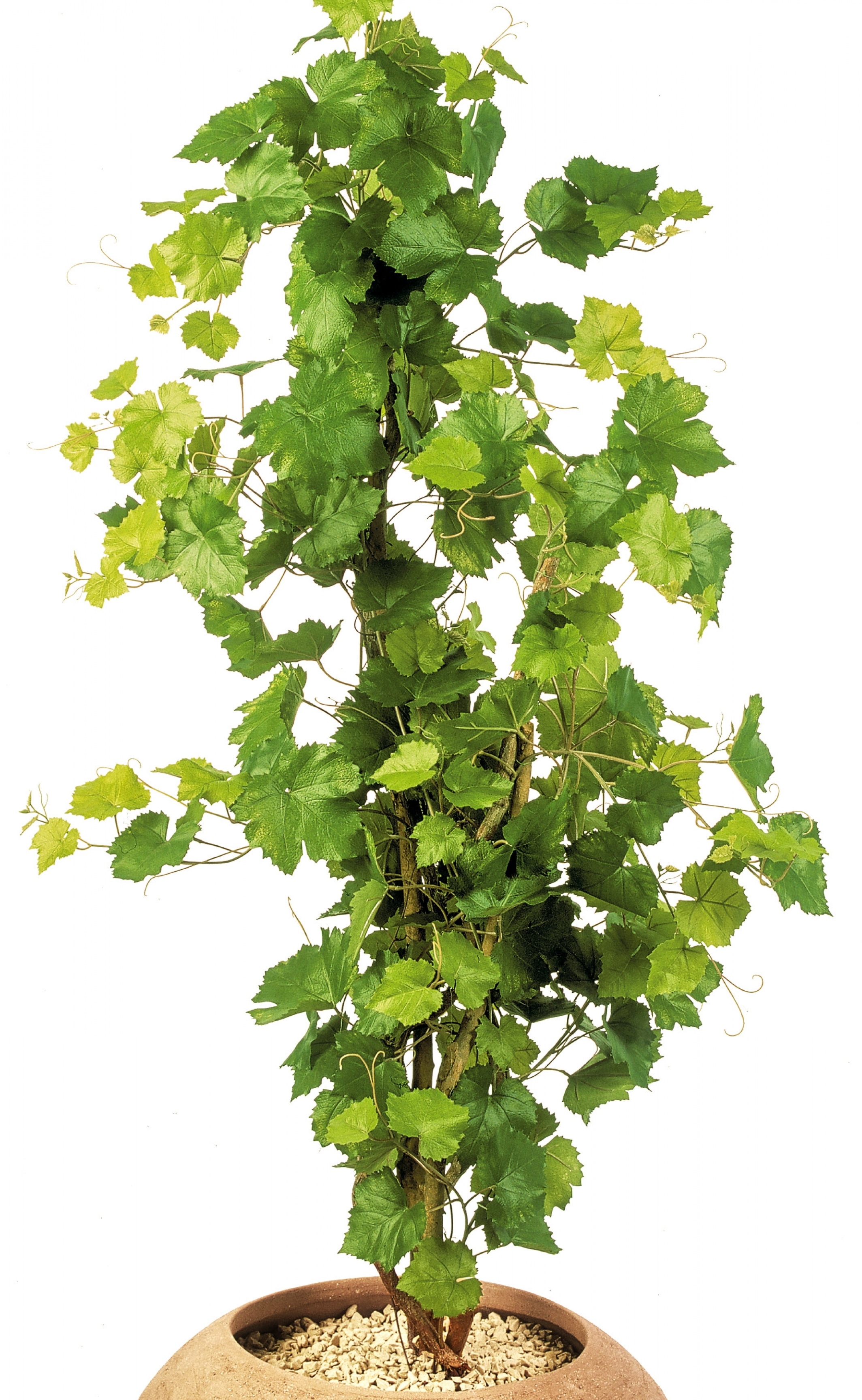 4' GRAPE IVY TREE 120 cm