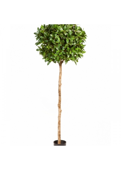 4' LAUREL TREE DE LUXE 140-170 cm