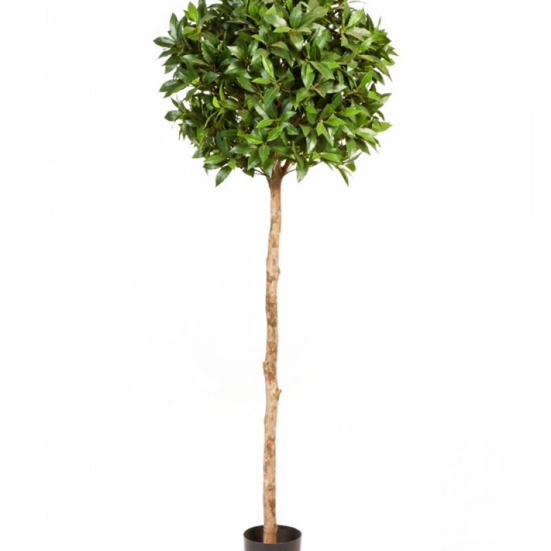 4' LAUREL TREE DE LUXE 140-170 cm