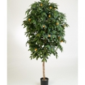 4\' MANDARIN ORANGE TREE 110-170 cm