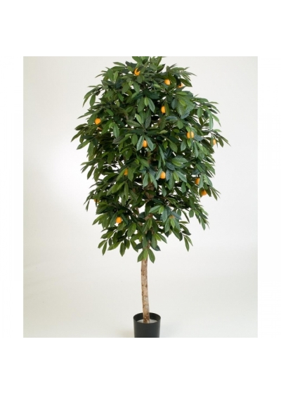 4' MANDARIN ORANGE TREE 110-170 cm