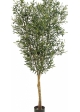 4' NATURAL OLIVE TREE WITH FRUITS 120-180 cm