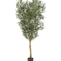 4\' NATURAL OLIVE TREE WITH FRUITS 120-180 cm