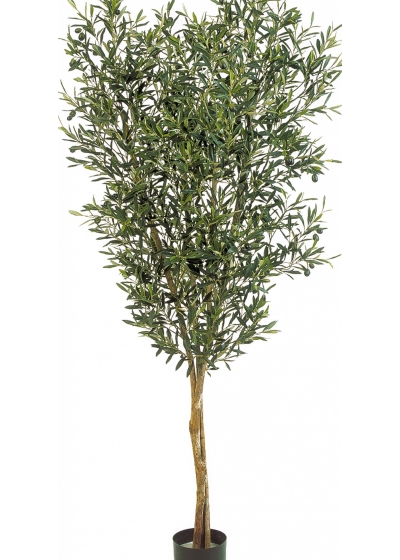 4' NATURAL OLIVE TREE WITH FRUITS 120-180 cm