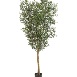 4' NATURAL OLIVE TREE WITH FRUITS 120-180 cm