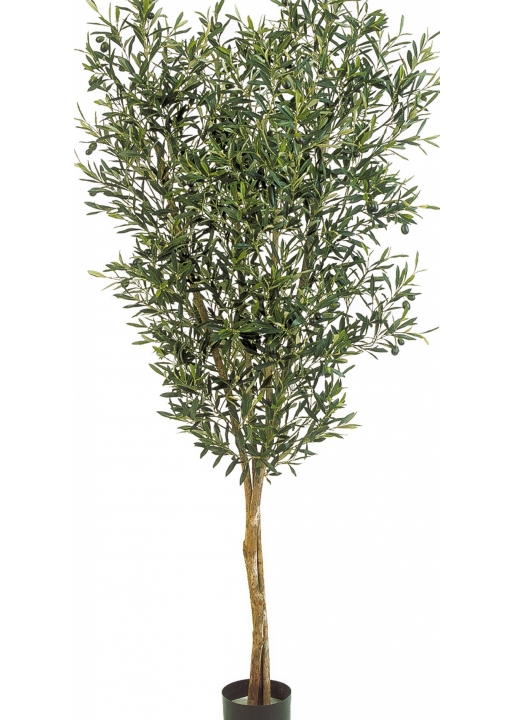4' NATURAL OLIVE TREE WITH FRUITS 120-180 cm