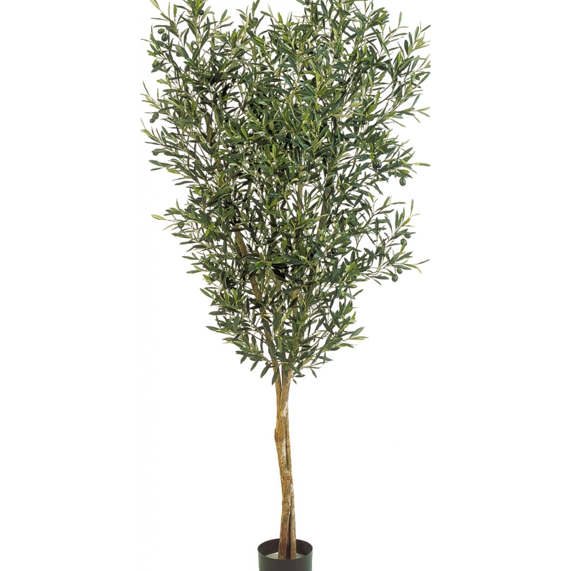 4' NATURAL OLIVE TREE WITH FRUITS 120-180 cm