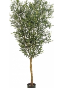 4' NATURAL OLIVE TREE WITH FRUITS 120-180 cm