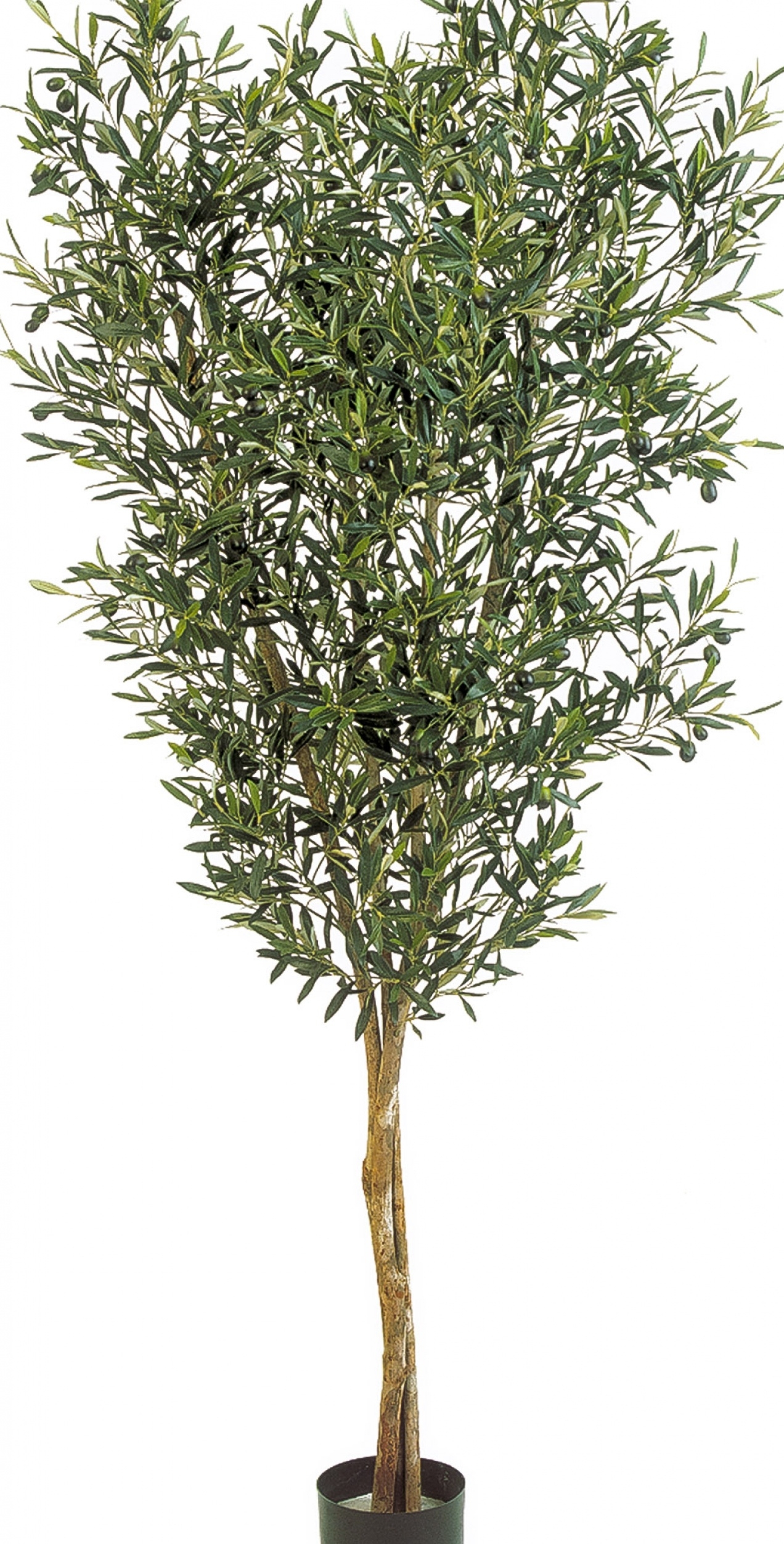 4' NATURAL OLIVE TREE WITH FRUITS 120-180 cm
