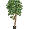 4\' NATURAL SCHEFFLERA UMBRELLA 110-170 cm