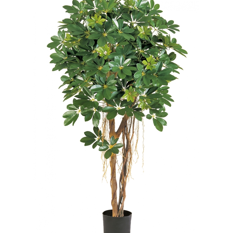 4' NATURAL SCHEFFLERA UMBRELLA 110-170 cm