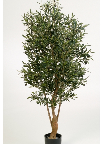 4' NATURAL TWISTED OLIVE TREE WITH FRUITS 120-180 cm