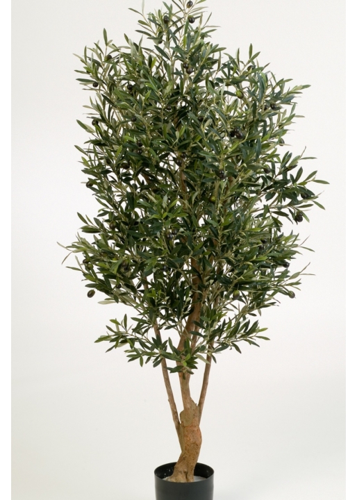 4' NATURAL TWISTED OLIVE TREE WITH FRUITS 120-180 cm
