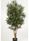 4' NATURAL TWISTED OLIVE TREE WITH FRUITS 120-180 cm