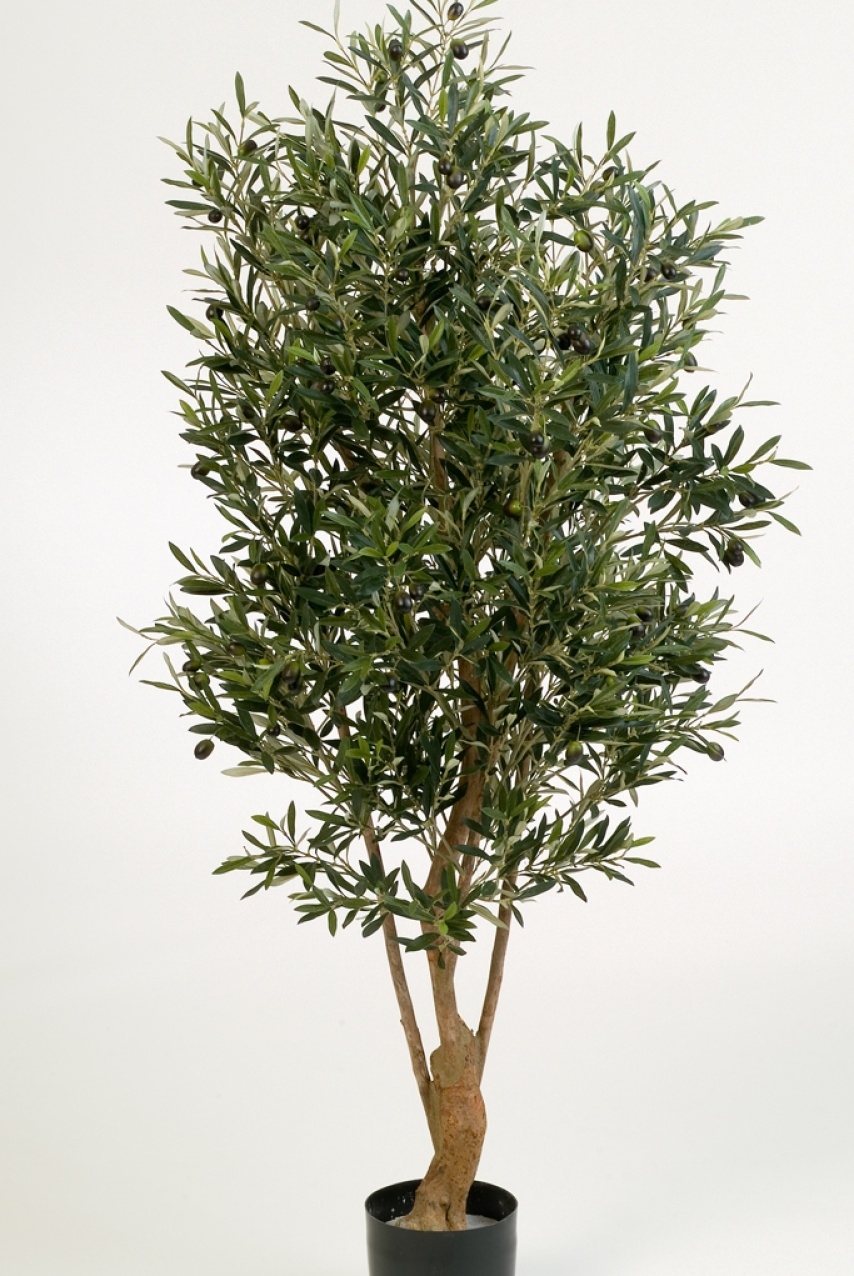 4' NATURAL TWISTED OLIVE TREE WITH FRUITS 120-180 cm