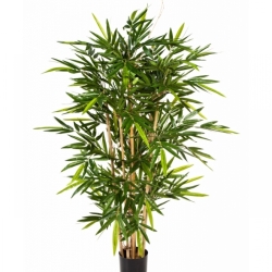 4' NEW BAMBOO TREE 120-300 cm