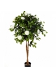 4' NEW CAMELIA UMBRELLA TREE 130-160 cm