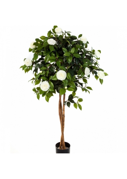 4' NEW CAMELIA UMBRELLA TREE 130-160 cm