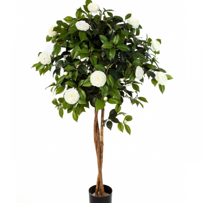 4' NEW CAMELIA UMBRELLA TREE 130-160 cm