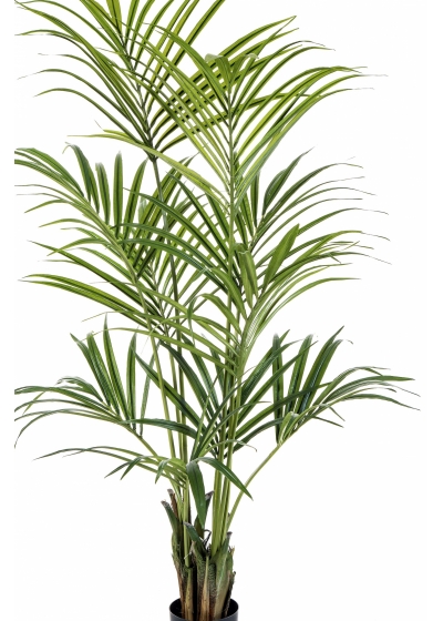 4' Natural Kentia Palm 110-260 cm