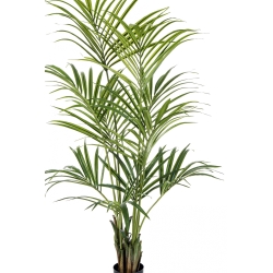 4' Natural Kentia Palm 110-260 cm