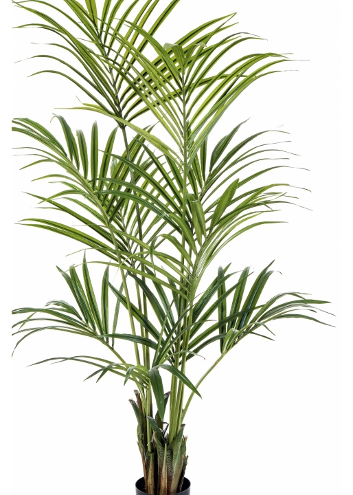 4' Natural Kentia Palm 110-260 cm
