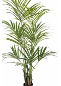 4' Natural Kentia Palm 110-260 cm