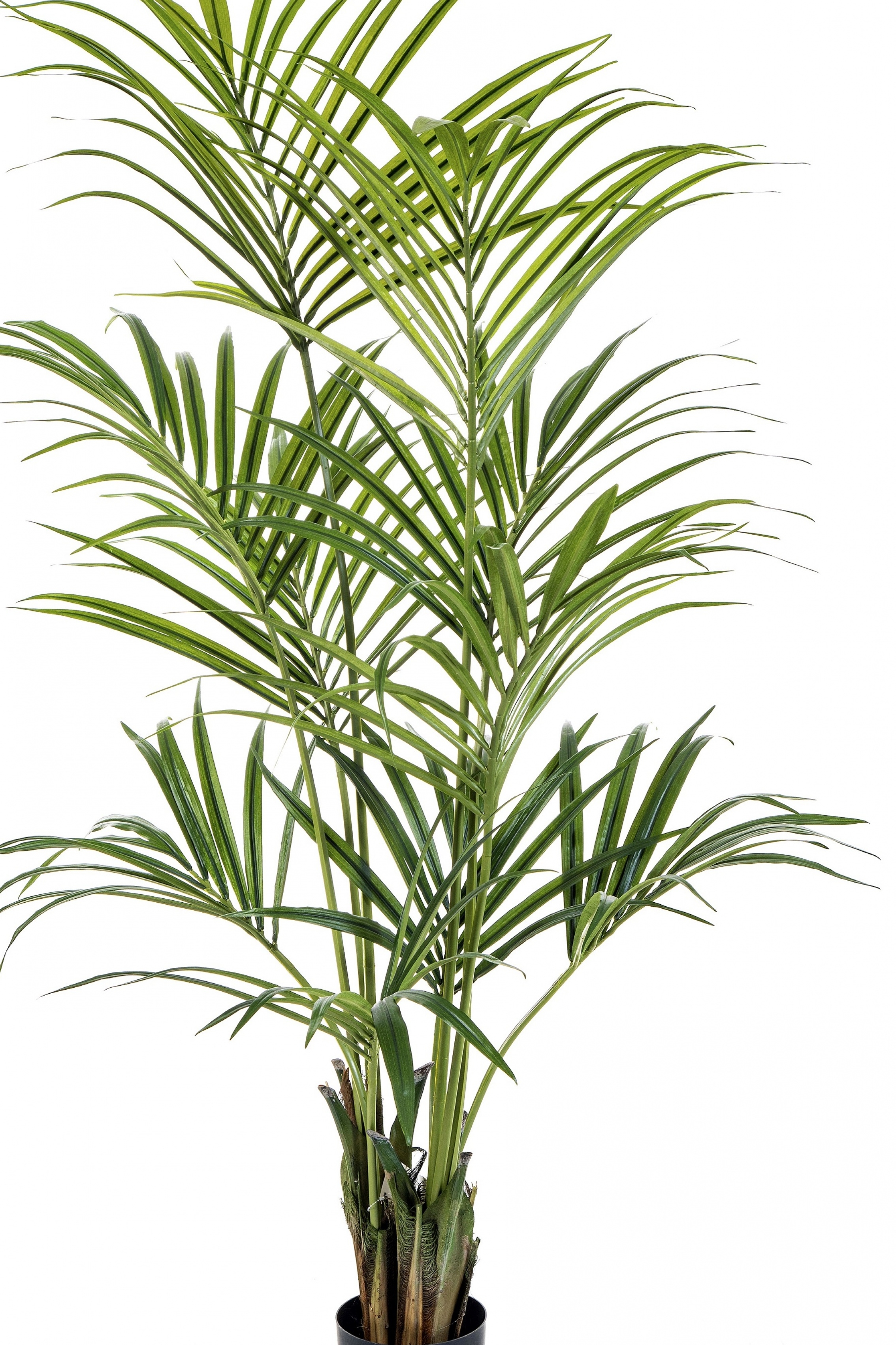 4' Natural Kentia Palm 110-260 cm
