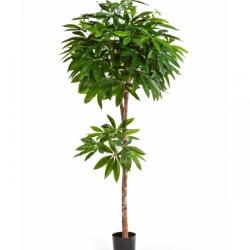 4' PACHIRA TREE 150-180 cm