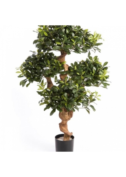 4' PITTISPORUM MOUNTAIN TREE 120 cm