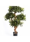 4' PITTISPORUM MOUNTAIN TREE 120 cm