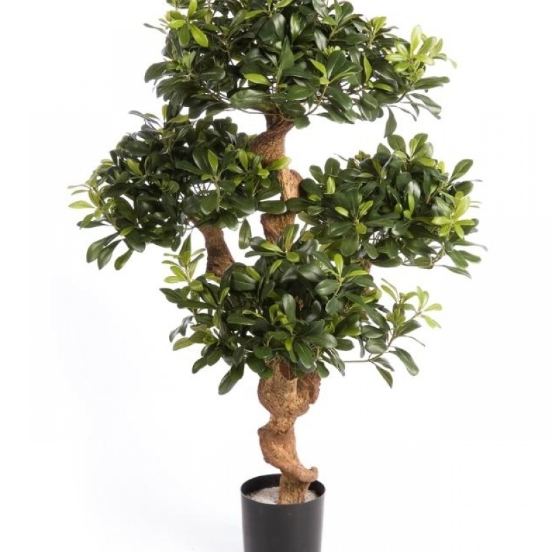 4' PITTISPORUM MOUNTAIN TREE 120 cm