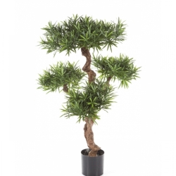 4' PODOCARPUS MOUNTAIN TREE 110 cm