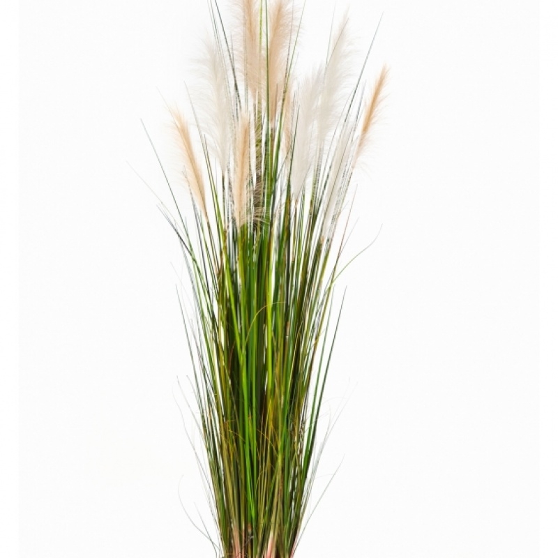 4' REED GRASS W/CREAM-BROWN FL 120 cm